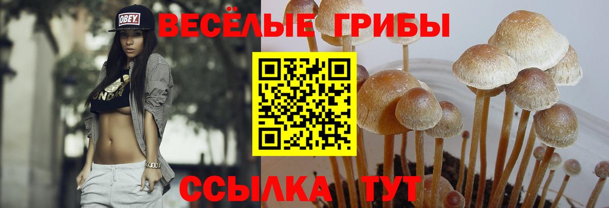 Тамбов  ГЕРОИН  Конопля  Мефедрон кристаллы  Экстази  Codein  Вход с VPN  ГАШ  МДМА  Меф 